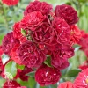 Роза почвопокровная Фейри Данс фото 3 