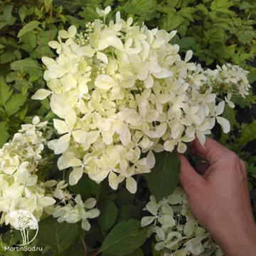 Фото Гортензия метельчатая Дентель де Горрон на штамбе