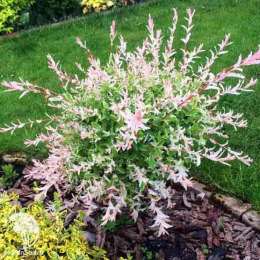 Ива хакуро-нишики 3шт.