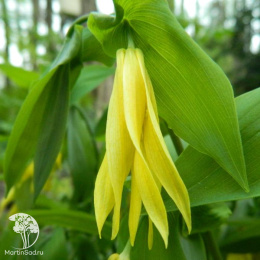  Увулярия крупноцветковая