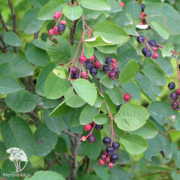 Ирга колосистая