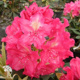 Рододендрон Ян III Собески / Роял Амарант