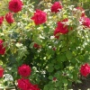 Роза чайно-гибридная Бургунд на штамбе фото 2 