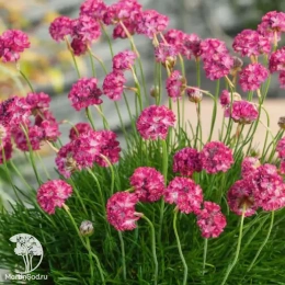 Армерия приморская Монинг Стар Дип Роуз