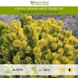 Сосна горная Литл Голдстар