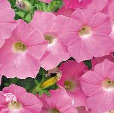 Петуния Волна Нежно-розовая F1 Минитуния (серия Розовые сны) суперкаскадная