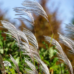  Мискантус Сахароцветный