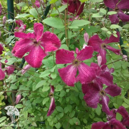 Клематис Карменсита