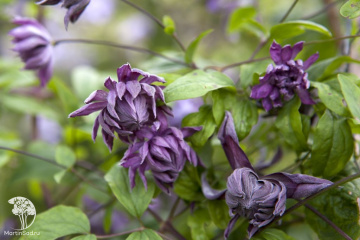 Фото Клематис Мэри Роуз