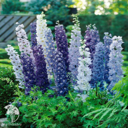 Дельфиниум Гигантская смесь окрасок