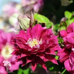 Клематис Ред Стар