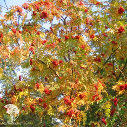 Рябина обыкновенная Розина Ауреа