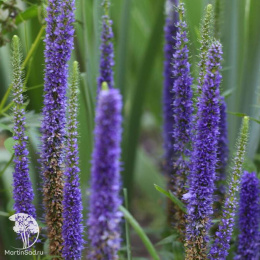 Вероника длиннолистная