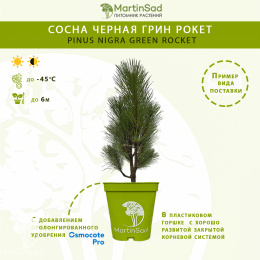 Сосна черная Грин Рокет