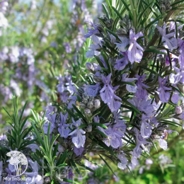 Розмарин лекарственный Корсикан Блю