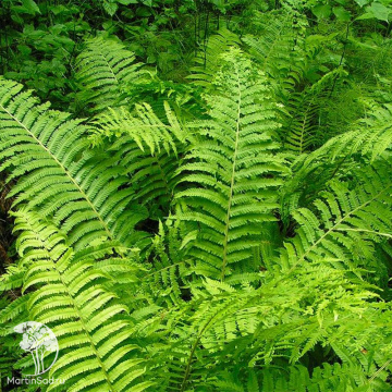 Фото Многорядник щетинковый