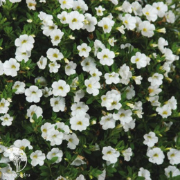 Калибрахоа Каблум F1 белая