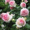 Роза плетистая Эден Роуз 85 фото 3 