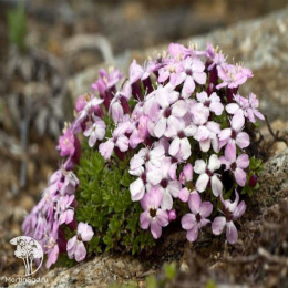 Silene acaulis Смолевка бесстебельная