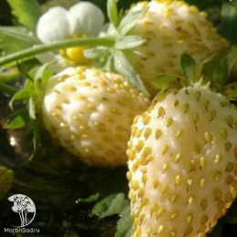 Земляника Желтое чудо