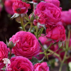 Роза флорибунда Серия Кулинарные розы Дольче фото 2 