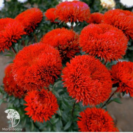 Астра помпонная Тёмно-красная
