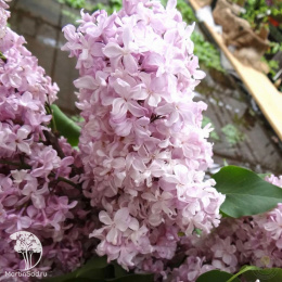 Сирень Радмила