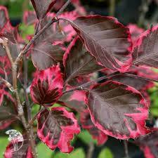 Бук европейский Триколор на штамбе