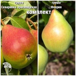 Груша Северянка краснощекая + опылитель Груша Феерия