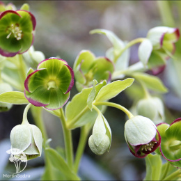 Морозник вонючий