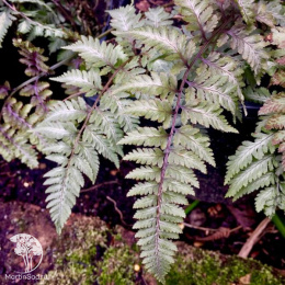 Кочедыжник ниппонский Пиктум