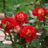 Роза чайно-гибридная Нью Фэшн фото 1 