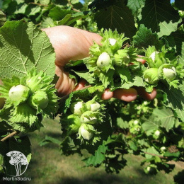 Фундук Барселонский