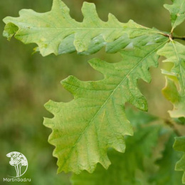 Дуб крупноплодный Quercus macrocarpa