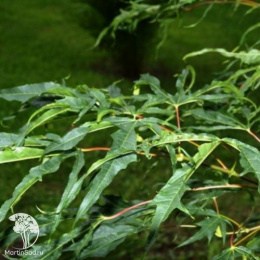 Каштан конский Лациниата