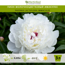 Пион молочноцветковый Имакулее