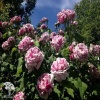 Rosa Variegata di Bologna Роза Вариегата ди Болонья (4-5 лет, С-20, П/Т8/А/11) фото 2 