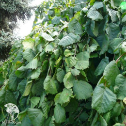 Лещина обыкновенная Пендула на штамбе