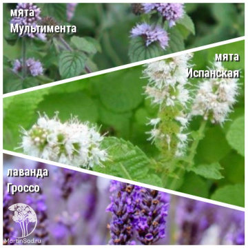 Фото Набор для чая мята Мультимента + мята Испанская + лаванда Гроссо