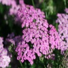 Achillea millefolium Pretty Belinda Тысячелистник обыкновенный Претти Белинда фото 2 