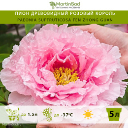 Пион древовидный Розовый Король