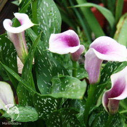  Калла Пикассо