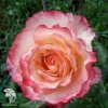 Роза чайно-гибридная Дуэт фото 1 