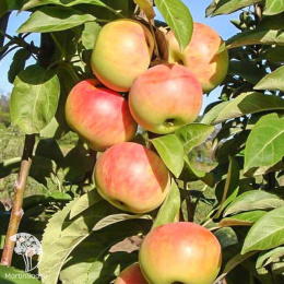 Яблоня колонновидная Памяти Блынского