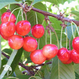Черешня гибрид Ипуть + Брянская Розовая