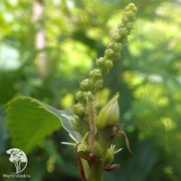 Каштан посевной Винсент Ван Гог на штамбе