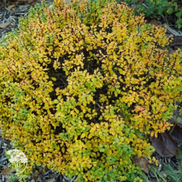 Барбарис Тунберга Грин Клауд