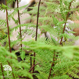  Кочедыжник Ротстиел (женский)