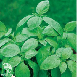Базилик Аромат Лимона