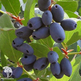 Жимолость камчатская Войтек